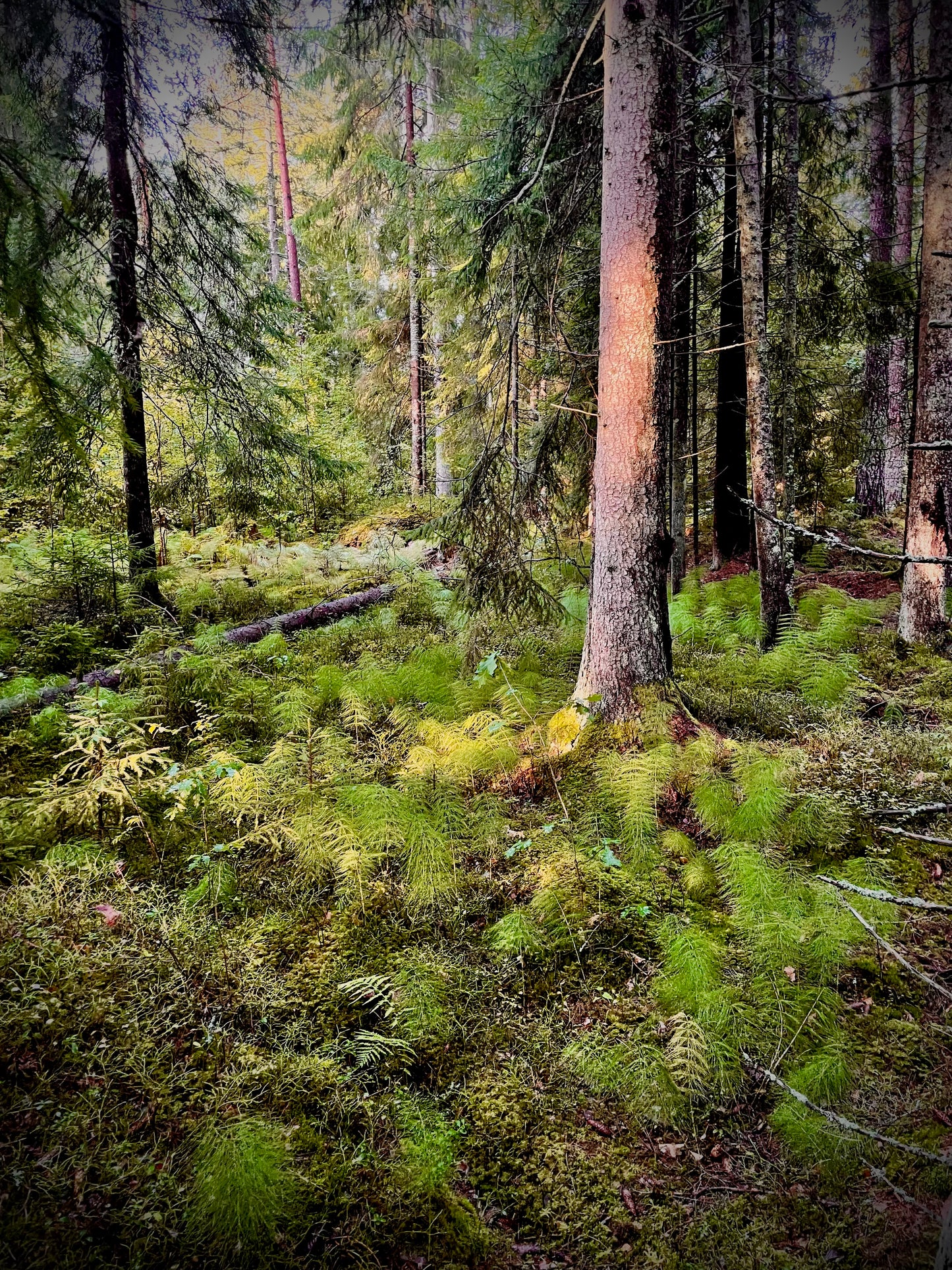 Retreat Frukulla. Skogen, kvinnorna och sången