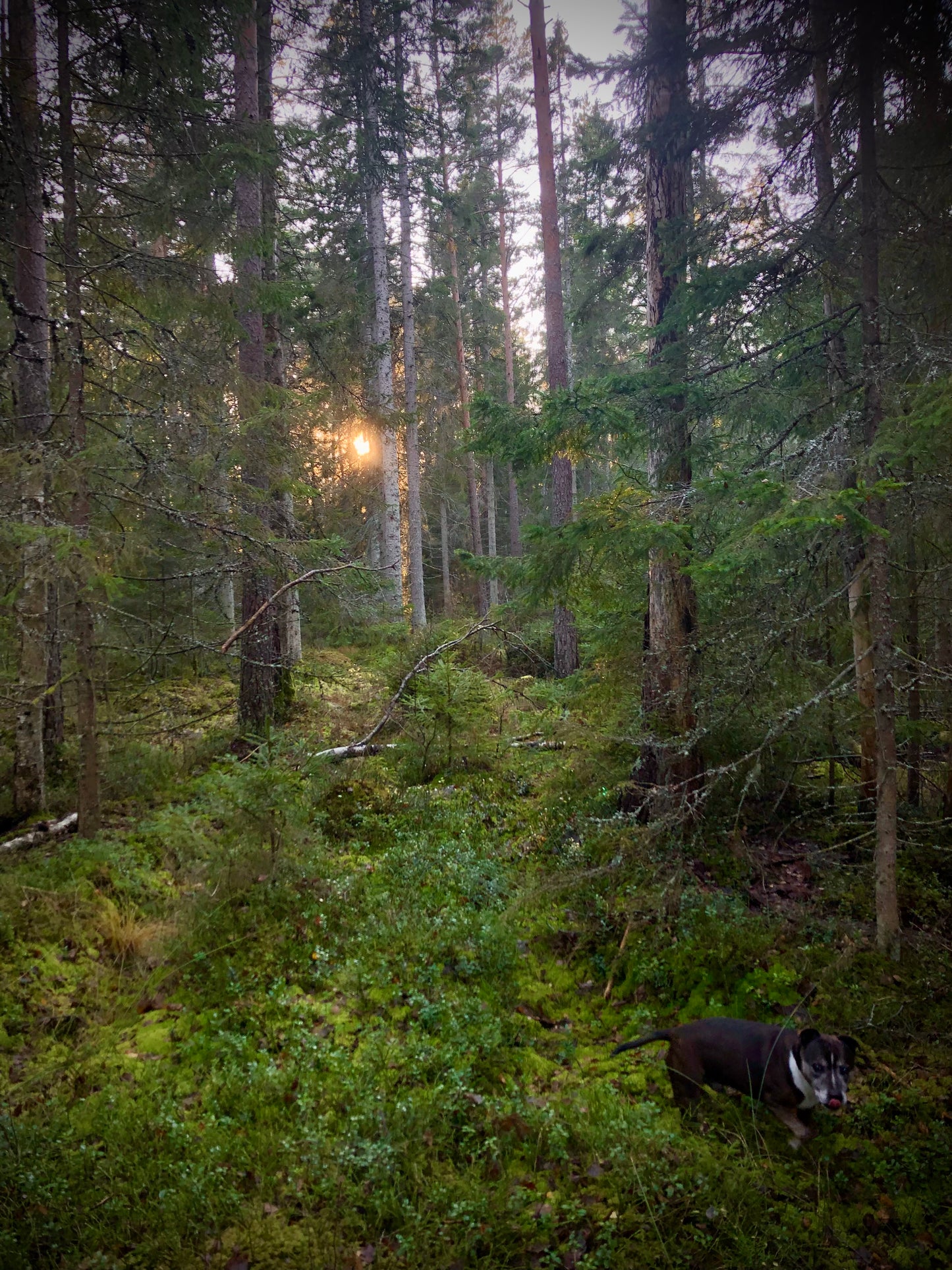 Retreat Frukulla. Skogen, kvinnorna och sången