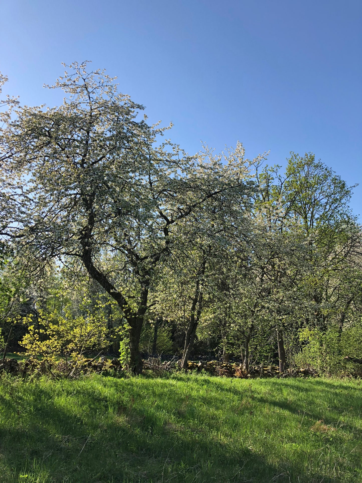 Retreat Frukulla. Skogen, kvinnorna och sången